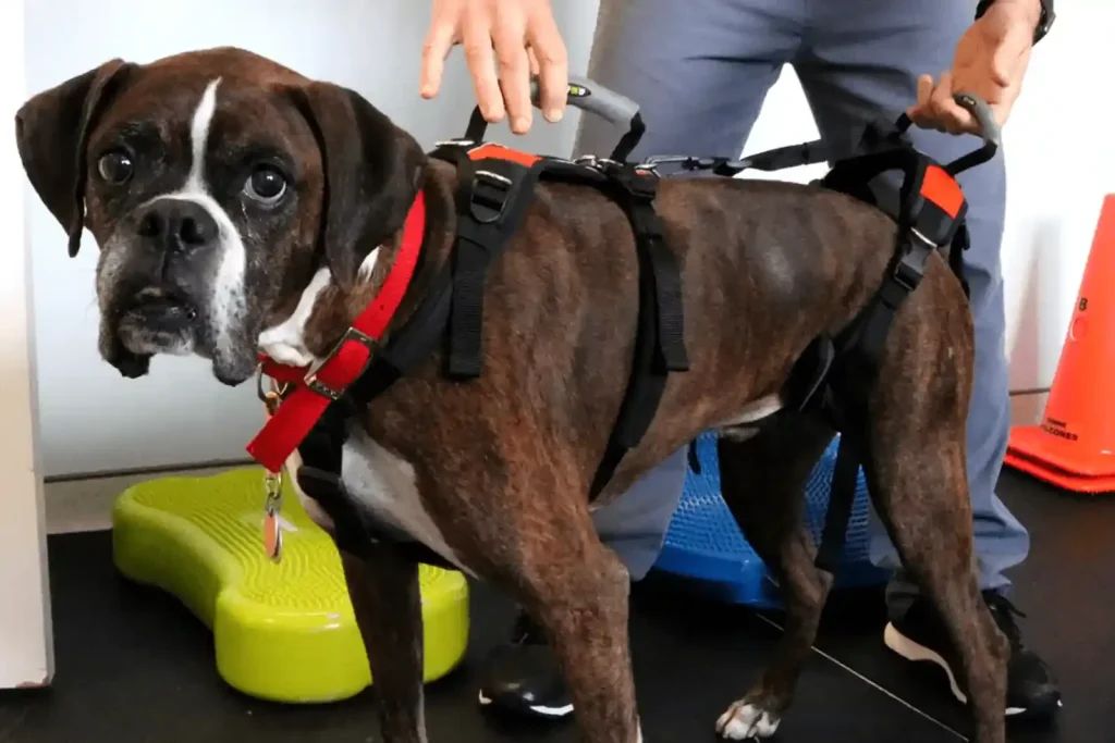 Dog euthanasia and Degenerative myelopathy